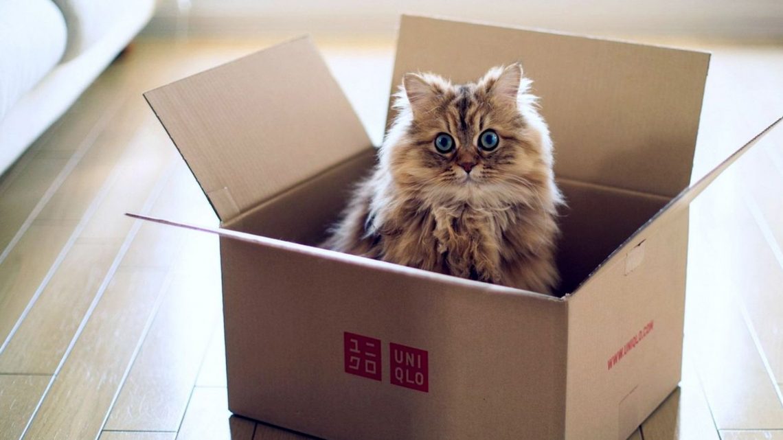 Comment déménager et habituer un chat à la nouvelle maison