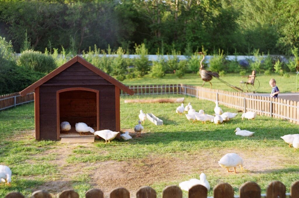 Élevage de canards