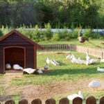 Élevage de canards
