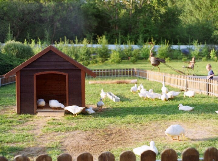 Élevage de canards
